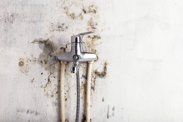 Best Mold Removal Company Near Me  in Chisholm, MN