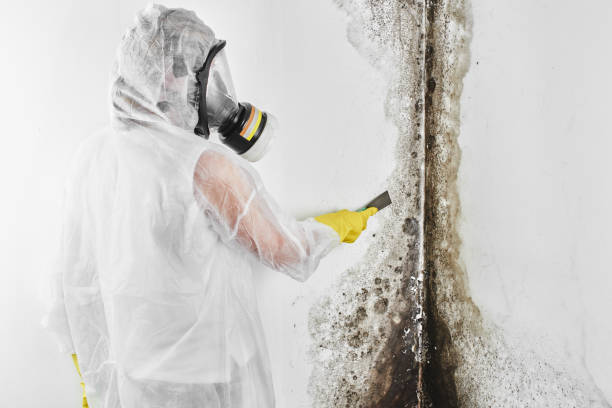 Chisholm, MN Mold Removal Company