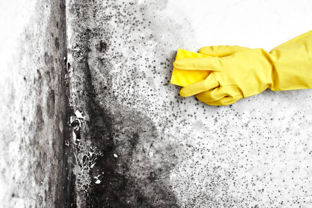 Best Residential Mold Removal  in Chisholm, MN