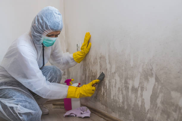 Best Commercial Mold Removal  in Chisholm, MN