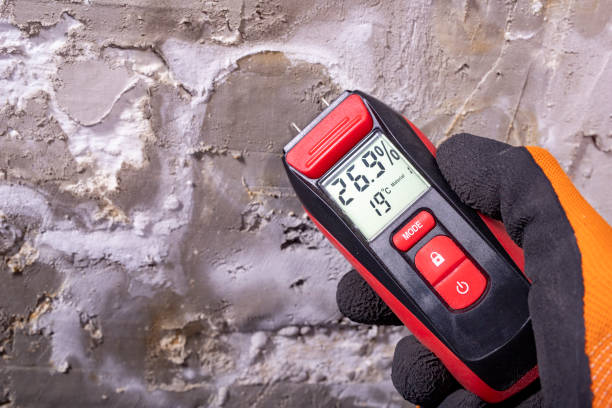 Best Affordable Mold Removal  in Chisholm, MN