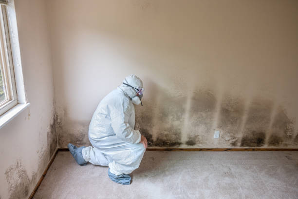 Best Professional Mold Removal  in Chisholm, MN