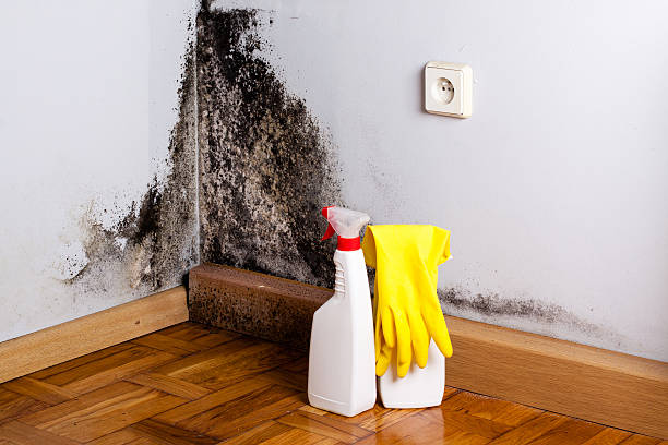 Best Home Mold Removal  in Chisholm, MN