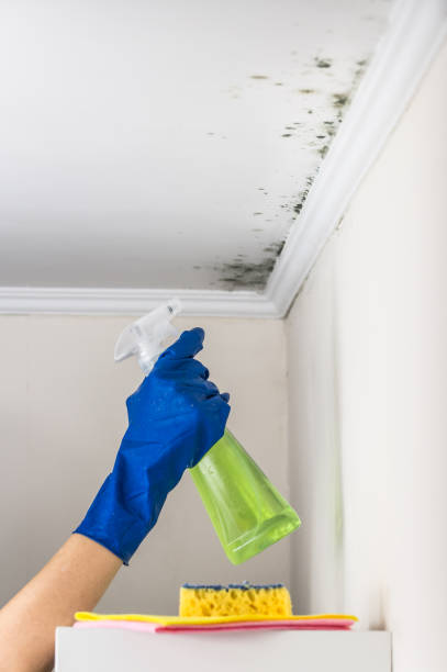 Mold Removal and Inspection in Chisholm, MN