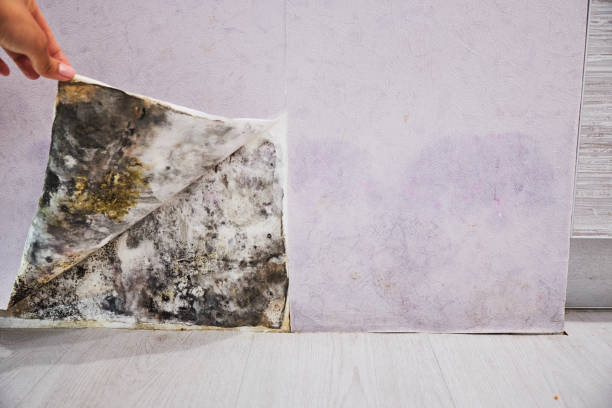 Best Office Mold Removal Services  in Chisholm, MN